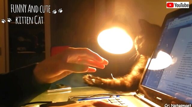 annoyingcats1_640