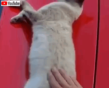 bestpets_june_3
