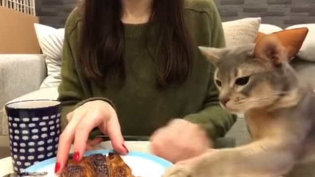 cat-2_e0