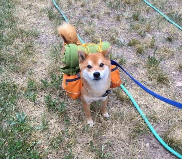 funny-shiba-inu-262-5aec455171880__700_e