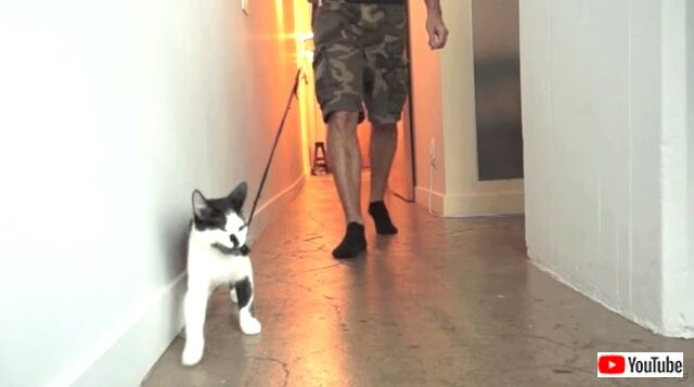 howtowalkurhuman0_640