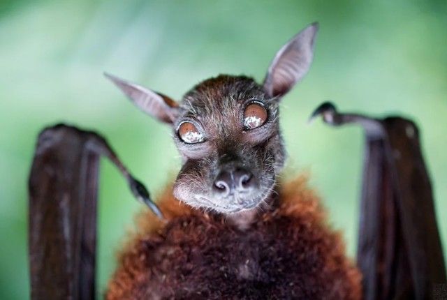 batphoto_e