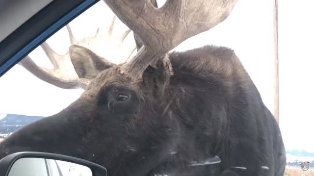 moose6_e