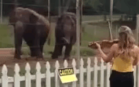 gif (2)