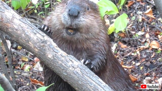 beaver1_640