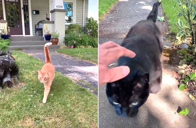 catwhisperer2_640
