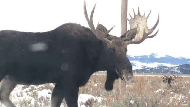 moose5_e