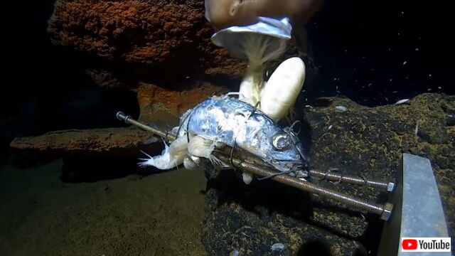 amphipod6_640