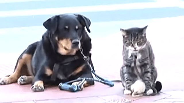 catsnmice5