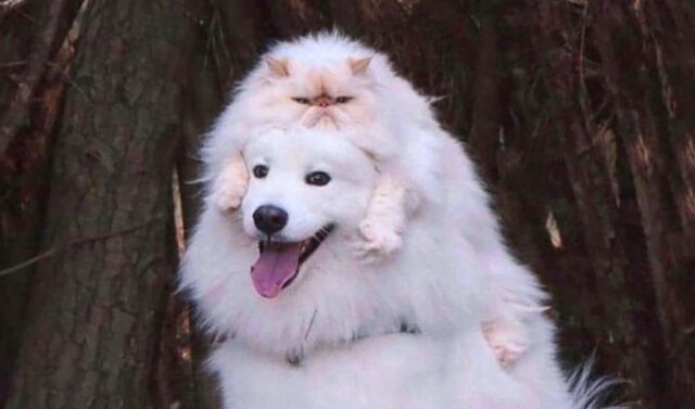 happyanimals0_640