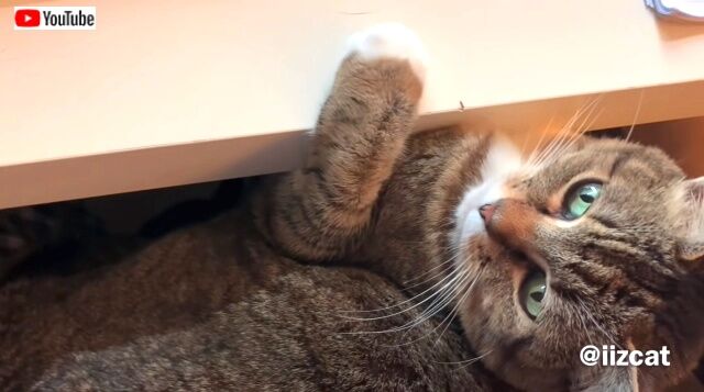 lapcat4_640