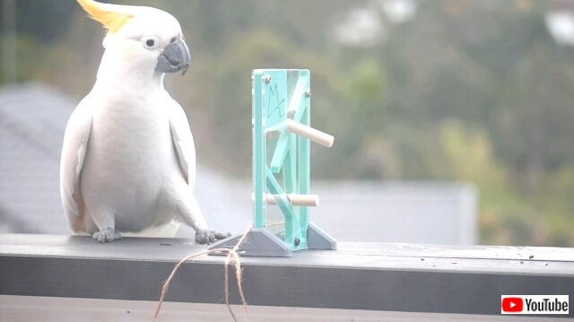 鳥のかしこさってすごい 立体パズルをあっさりと解くキバタンに脱帽 カラパイア