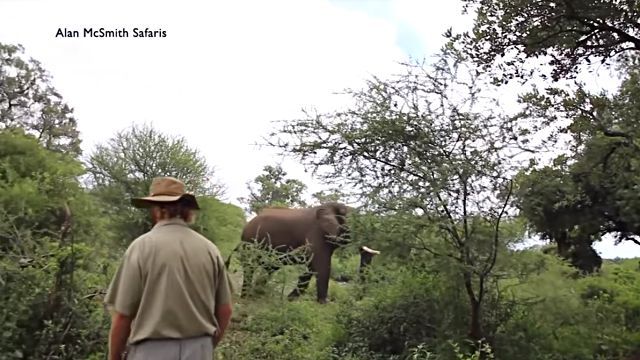 manvselephant7