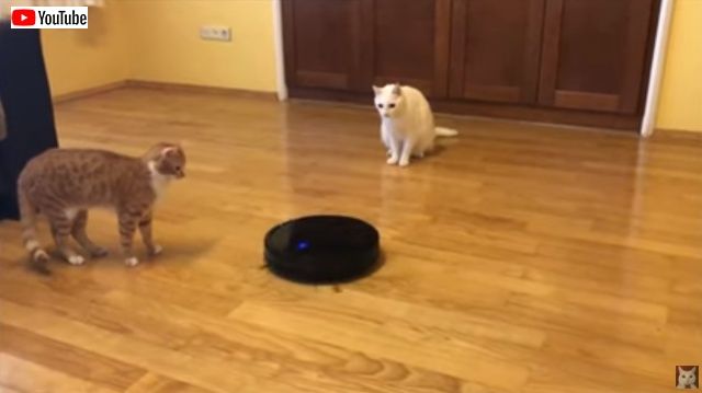 catsnroomba1_batch