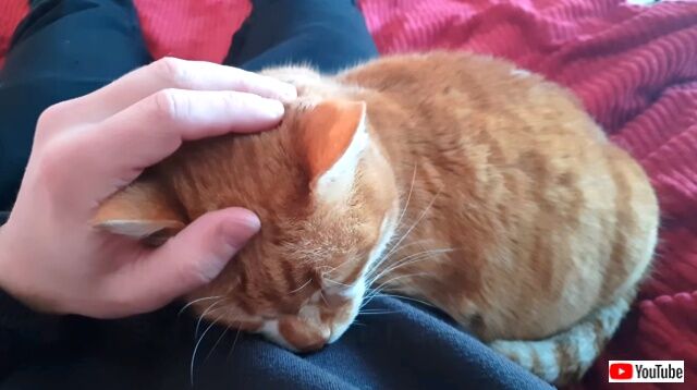 catsrbestfriends8_640