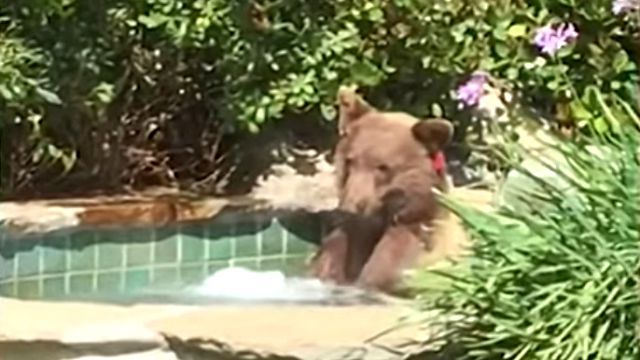 bearinbath2