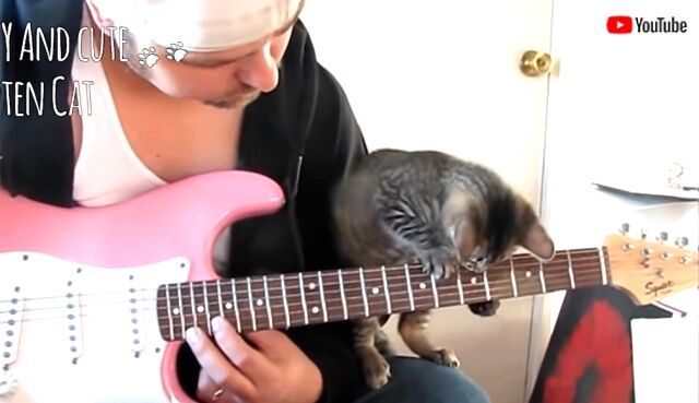 annoyingcats4_640