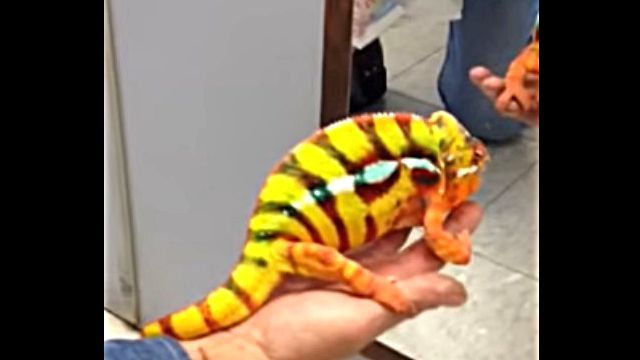 pantherchameleon4