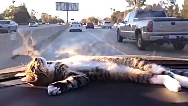 dashboardcat1