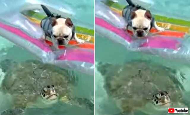 seaturtlendoggo3_640