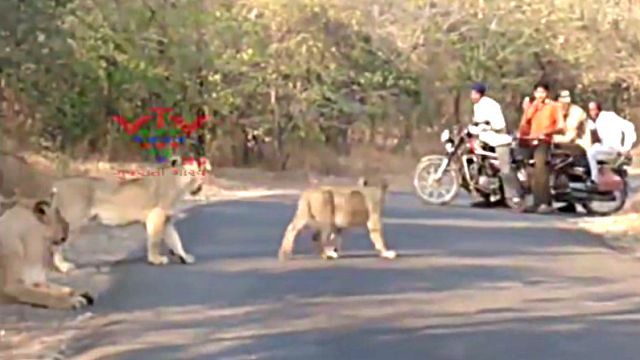 lionsinindia4