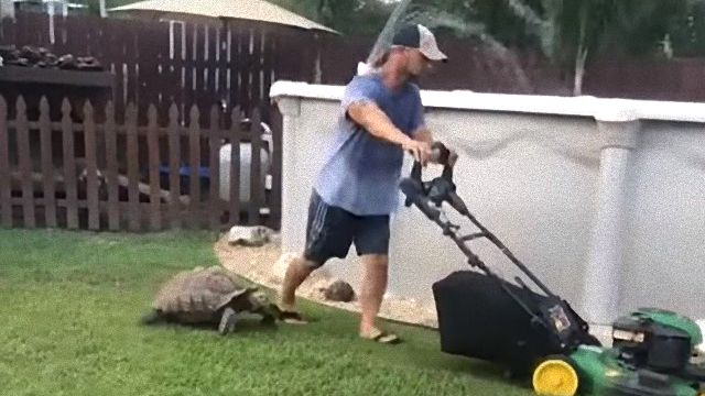 tortoisechases2_e