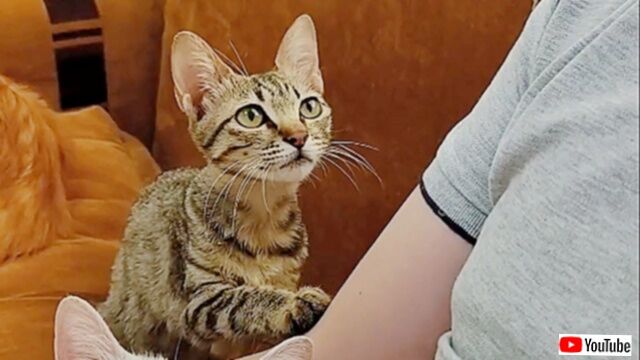そばにいていい？触れてもいい？冬の夜に拾った子猫、飼い主に惜しみのない信頼と愛情を注ぎ続ける