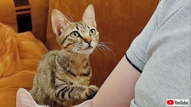 そばにいていい？触れてもいい？冬の夜に拾った子猫、飼い主に惜しみのない信頼と愛情を注ぎ続ける