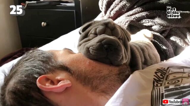 今週のベストペットたち～犬も猫もお馬さんも！冬を乗り切るあったかほっこりな動物たちの映像総集編