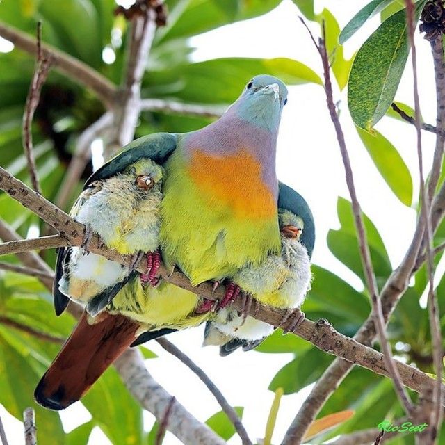 birdnbaby4_e