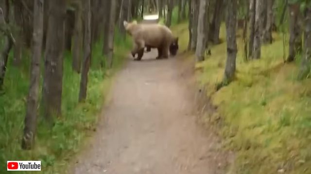 bearncubs2_640