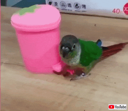 funnybirds6