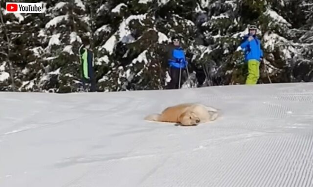 愛犬「もう、ずっと冬のままでいい！」セルフそり滑りを満喫するゴールデン