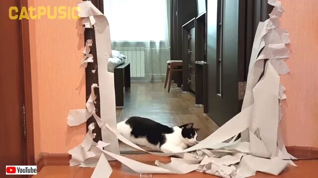 toiletpaperchallenge7_640
