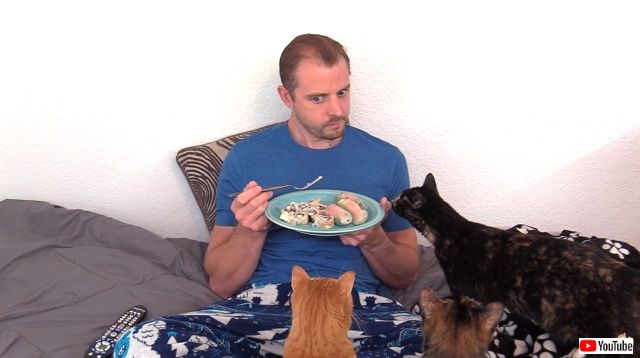 catsnshshi3_640