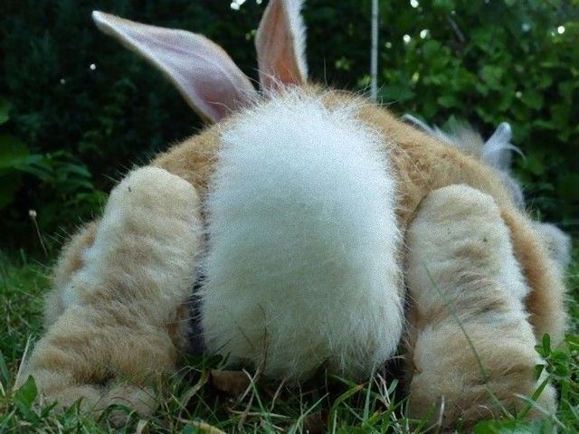 rabbitbums1_e