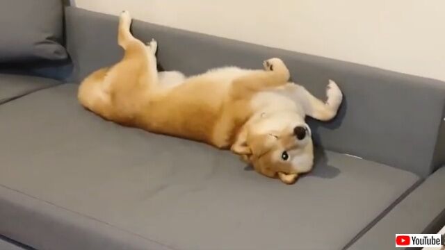 dogatesofa7_640