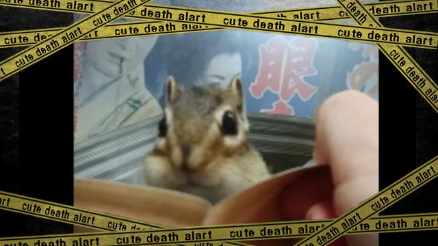 chipmunk-f [www-frame