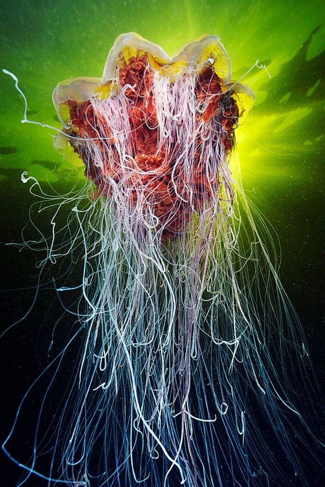 underwater-jellyfish-alexander-semenov-aquatis-29_e