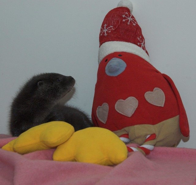 otter-2