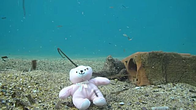 teddynoctopus4