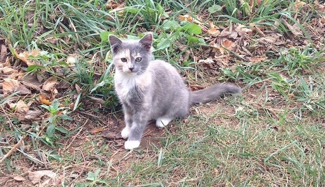 calico-2
