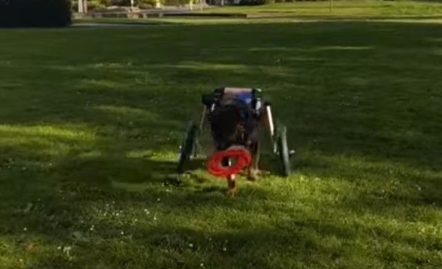 wheelchairdog11_e