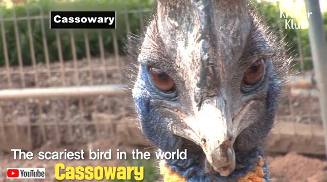 cassowarybird3_640