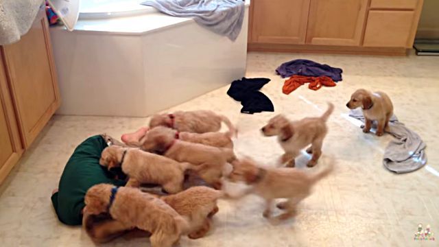 9puppies3