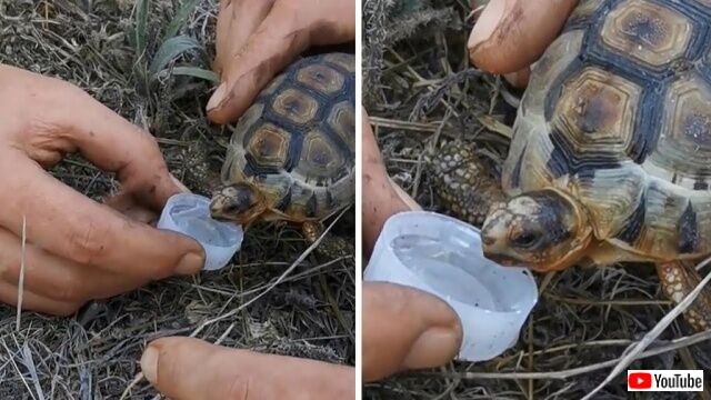 Firefighters-Give-Tortoise-Drink-of-Water_640