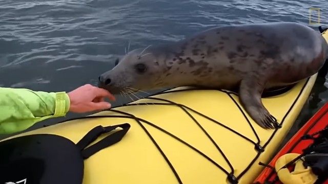 adorableseal6_e