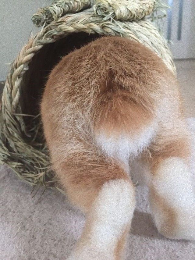 rabbitbums11_e