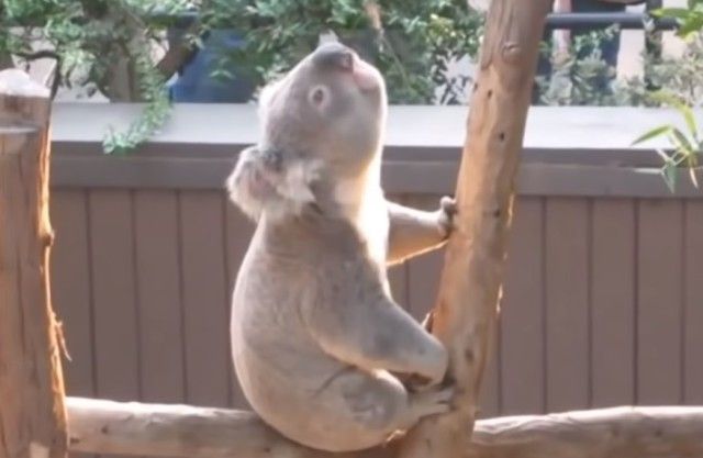 funniestkoala5_e