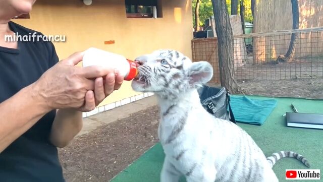 tigerbaby7_640